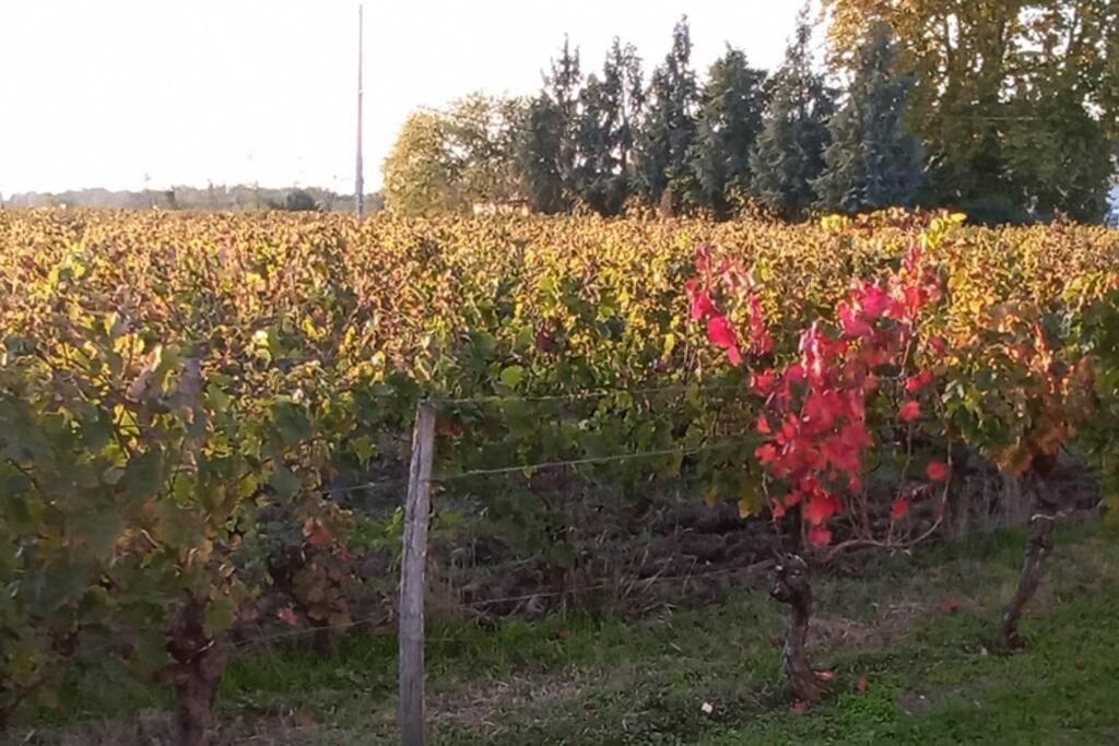 Chateau Roseyrol Proche Saint-Emilion Kültér fotó